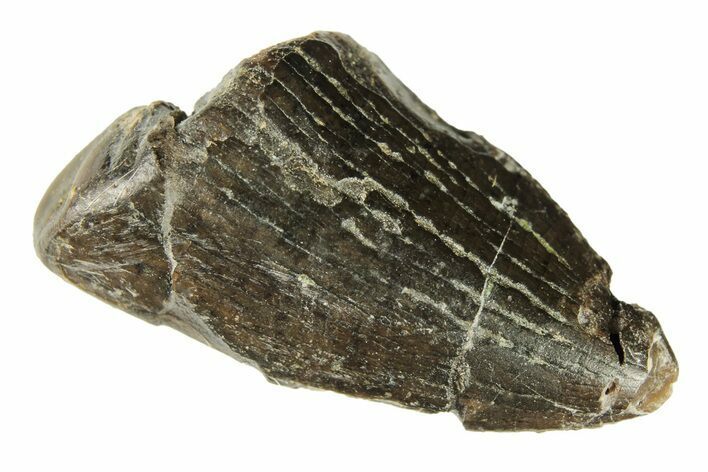 Partial Tyrannosaur Tooth - Two Medicine Formation #265801